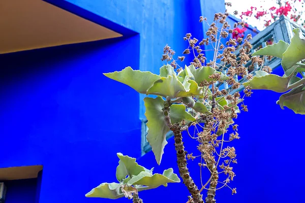 Grande cactus verde e diverse piante contro la parete blu brillante a Marokesh, Marocco . — Foto Stock