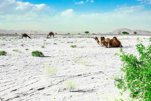 一只可爱的，野生的，单峰骆驼躺在摩洛哥沙漠的地面上 — 图库照片