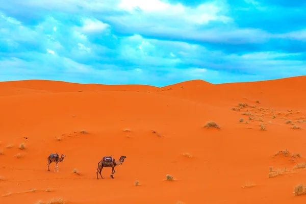 Salida del sol en la parte occidental del desierto del Sahara en Marruecos . —  Fotos de Stock