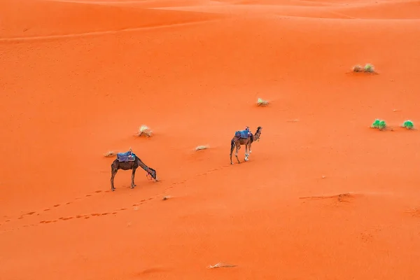 Верблюди на піщаних дюнах на світанку в пустелі Сахара. — стокове фото