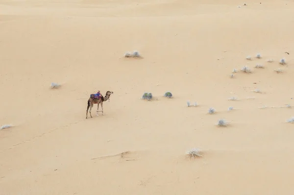 Camels are on the sand dunes at dawn in the Sahara desert. — Stock Photo, Image