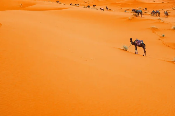 Wielbłądy są na piaszczystych wydmach o świcie na pustyni Sahara. — Zdjęcie stockowe