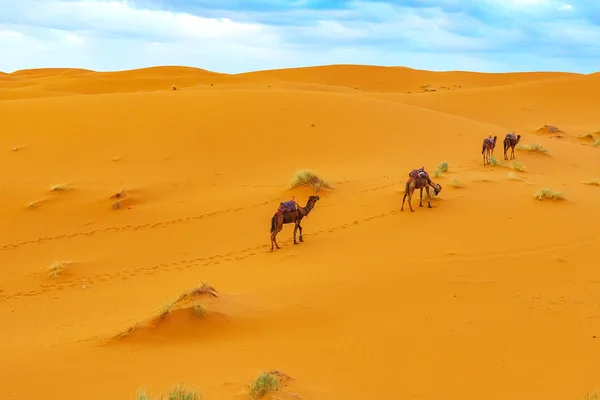 Kameler är på sanddynerna i gryningen i Sahara öknen. — Stockfoto