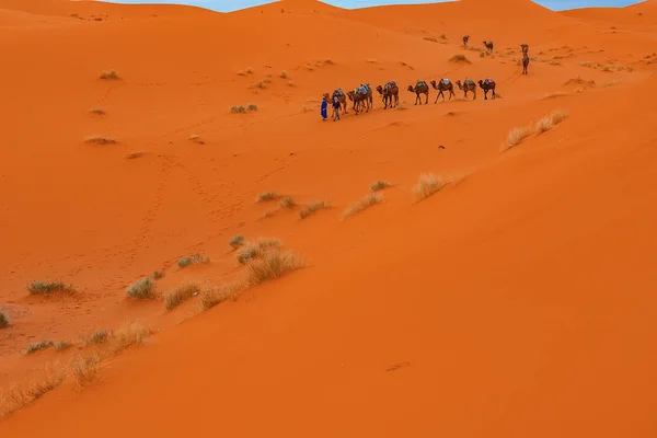 Camels are on the sand dunes at dawn in the Sahara desert. — Stock Photo, Image