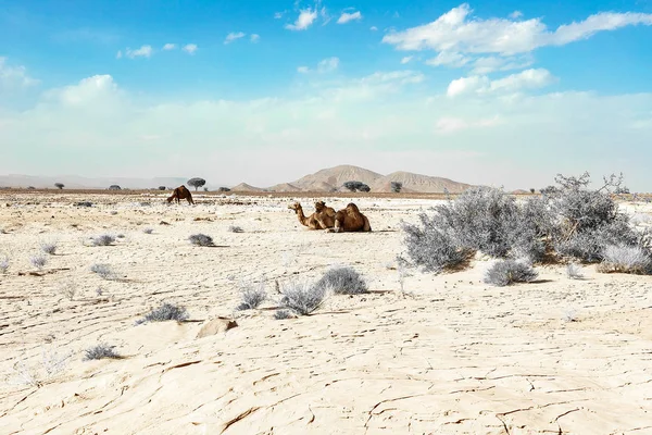 Un cammello carino, selvaggio e a gobba singola giace a terra nel deserto marocchino — Foto Stock