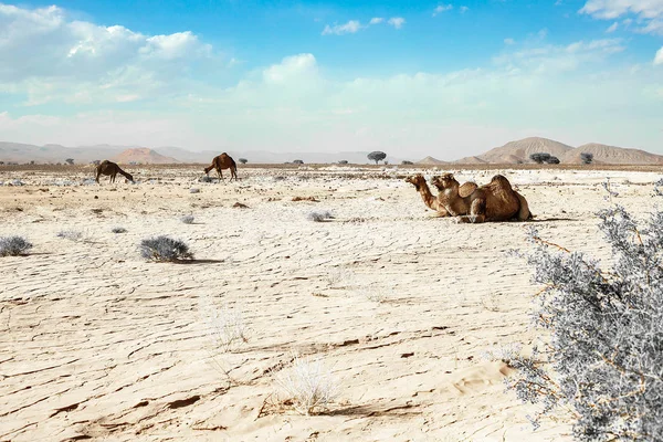 Un cammello carino, selvaggio e a gobba singola giace a terra nel deserto marocchino — Foto Stock