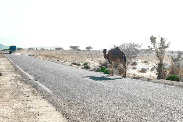 Na zemi v marocké poušti leží roztomilý, divoký, jednolidný velbloud — Stock fotografie