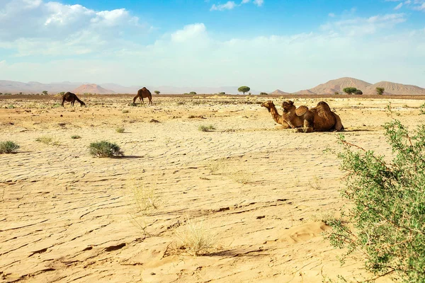 Fas çölünde yerde sevimli, vahşi, tek kambur bir deve yatıyor. — Stok fotoğraf