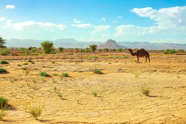 Um camelo bonito, selvagem e corcunda está no chão no deserto marroquino — Fotografia de Stock