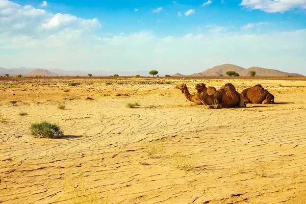 Na zemi v marocké poušti leží roztomilý, divoký, jednolidný velbloud — Stock fotografie
