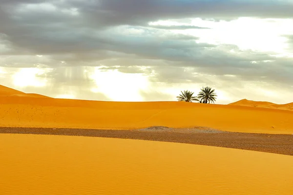 Zandduinen en Palm in de Sahara woestijn — Stockfoto