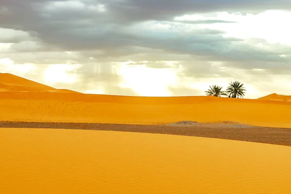 Αμμοθίνες και φοίνικες στην έρημο Σαχάρα — Φωτογραφία Αρχείου