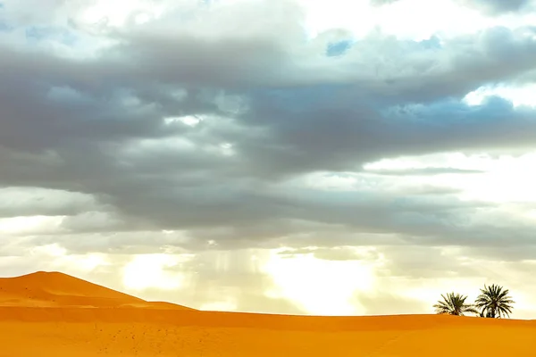 Sanddünen und Palmen in der Sahara — Stockfoto