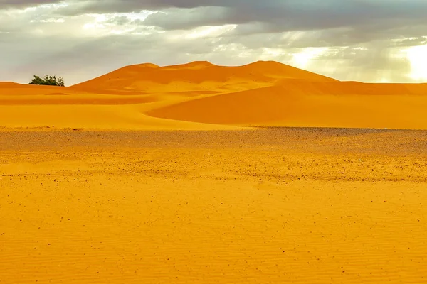 Dune di sabbia e palme nel deserto del Sahara — Foto Stock