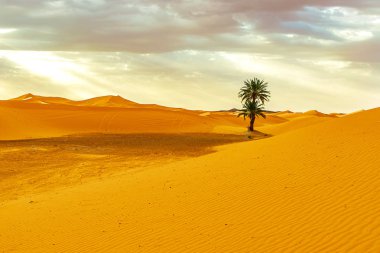 Sand dunes and palm in the Sahara Desert clipart