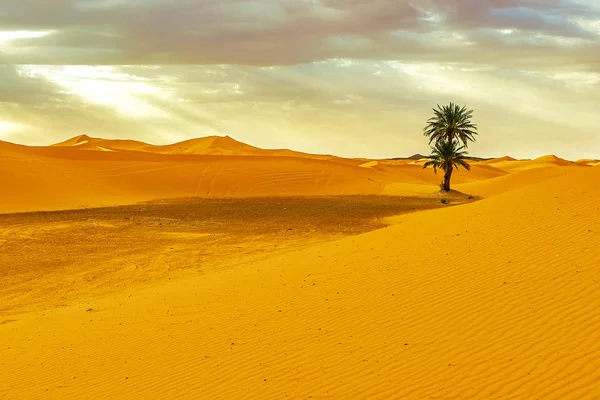 Zandduinen en Palm in de Sahara woestijn — Stockfoto
