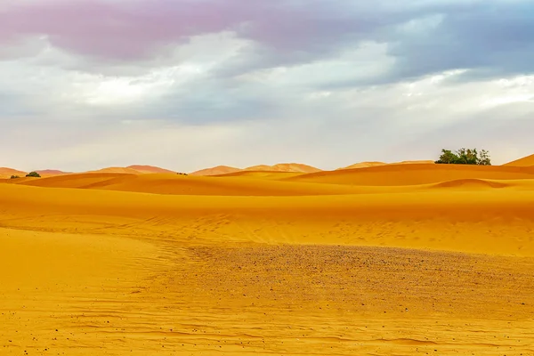 Vackra sanddyner i Saharaöknen. — Stockfoto