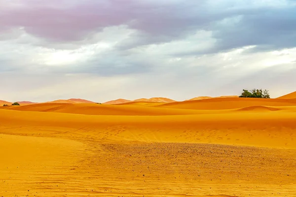 Zandduinen en Palm in de Sahara woestijn — Stockfoto