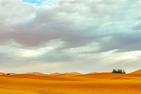 Zandduinen en Palm in de Sahara woestijn — Stockfoto