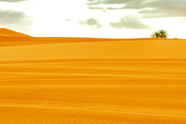 Vackra sanddyner i Saharaöknen. — Stockfoto