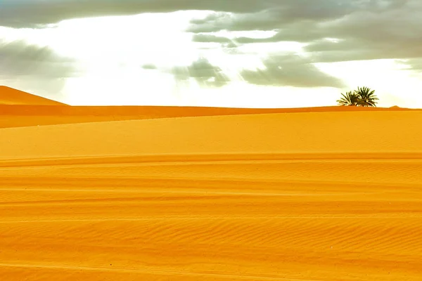 Schöne Sanddünen in der Sahara. — Stockfoto