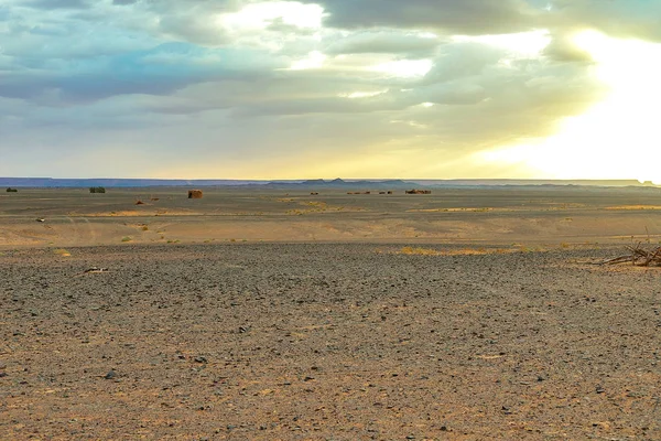 Hamada du Draa, deserto de pedra marroquina ao amanhecer com galhos secos e um chuveiro berbere em primeiro plano, Marrocos — Fotografia de Stock