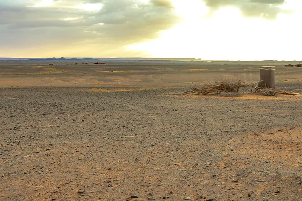 Hamada du Draa, deserto de pedra marroquina ao amanhecer com galhos secos e um chuveiro berbere em primeiro plano, Marrocos — Fotografia de Stock