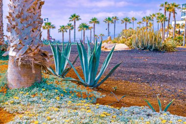 Closeup agave kaktüs, soyut doğal arka plan ve doku, arka plan palmiye ağaçları.