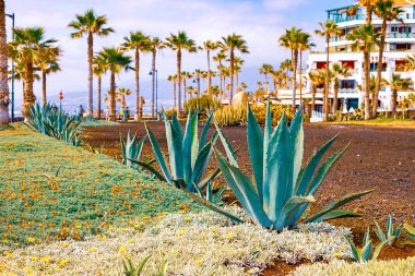 Closeup agave kaktüs, soyut doğal arka plan ve doku, arka plan palmiye ağaçları.