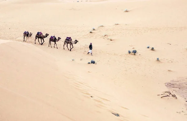 Sahara çöl kumulları geçmekte karavan — Stok fotoğraf