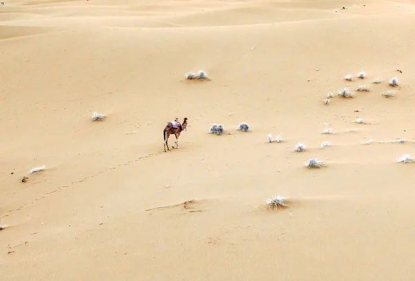 Camels are on the sand dunes at dawn in the Sahara desert. Morocco — Stock Photo, Image