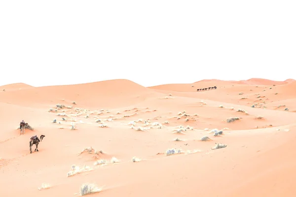Kamele stehen im Morgengrauen auf den Sanddünen in der Sahara-Wüste. Marokko — Stockfoto