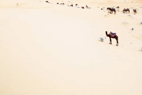 Les chameaux sont sur les dunes de sable à l'aube dans le désert du Sahara. Maroc — Photo