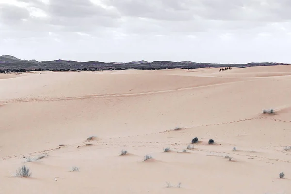 Kamele stehen im Morgengrauen auf den Sanddünen in der Sahara-Wüste. Marokko — Stockfoto