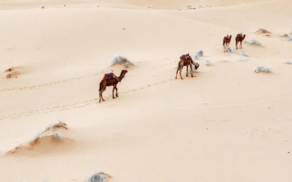 Karawane durch die Sanddünen in der Sahara-Wüste — Stockfoto