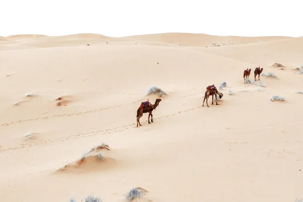 Husvagn går igenom sanddynerna i Saharaöknen — Stockfoto