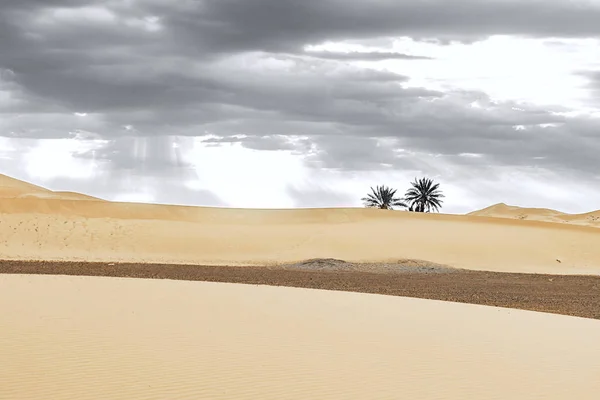 Sand dunes and palm in the Sahara Desert — Stock Photo, Image