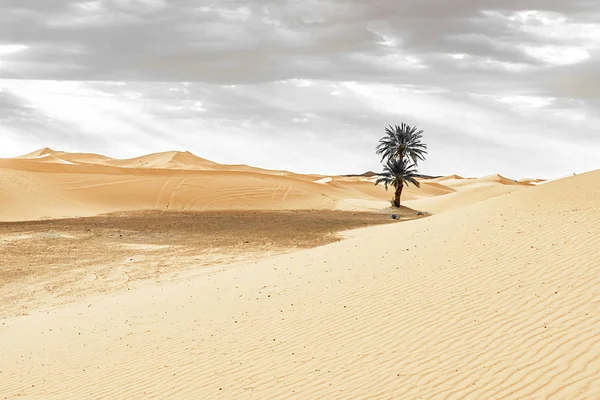 撒哈拉沙漠的沙丘和棕榈树 — 图库照片
