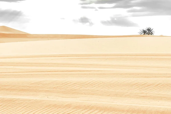 撒哈拉沙漠的沙丘和棕榈树 — 图库照片
