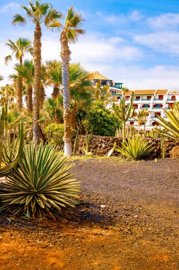 Closeup agave kaktüs, soyut doğal arka plan ve doku, arka plan palmiye ağaçları.