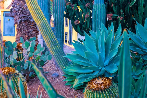 Närbild agave kaktus, abstrakt naturlig bakgrund och textur, i bakgrunden palmer. — Stockfoto