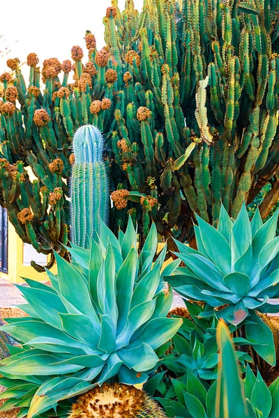 Närbild agave kaktus, abstrakt naturlig bakgrund och textur, i bakgrunden palmer. — Stockfoto