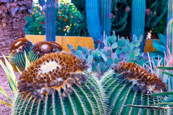 Vy över olika typer av kaktusar vid kusten i Playa de Las Americas, Teneriffa, Kanarieöarna, Spanien. — Stockfoto