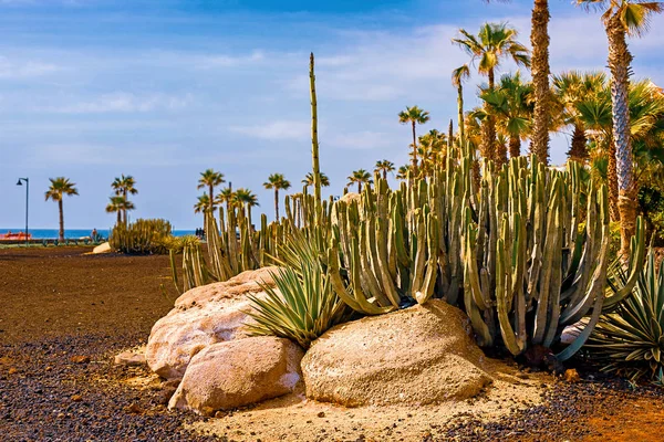 Veduta di diversi tipi di cactus sulla costa di Playa de las Americas, Tenerife, Isole Canarie, Spagna . — Foto Stock