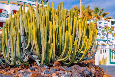 Playa de las Americas, Tenerife, Kanarya Adaları, İspanya kıyılarında kaktüslerin farklı türleri görünümü.