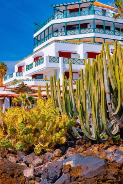 Playa de las Americas, Tenerife, Kanarya Adaları, İspanya kıyılarında kaktüslerin farklı türleri görünümü.