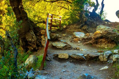 Resimde ormanda büyük bir ağaç var. Taç tan tantanası ile güneşin yolunu gösteren bir ağaç var.
