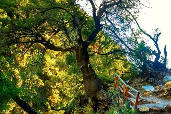 На изображении большое дерево в лесу, через венец которого пробивается солнце. — стоковое фото