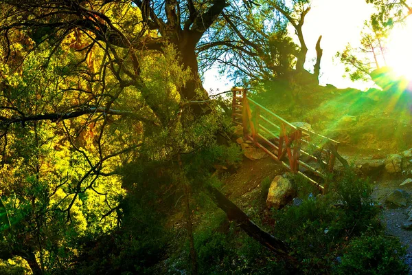 Sull'immagine c'è un grande albero nella foresta attraverso la cui corona il sole si fa strada — Foto Stock