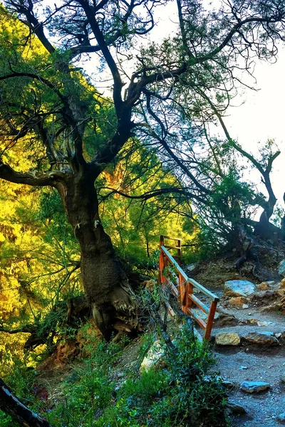 Op het beeld is er een grote boom in het bos door de kroon waarvan de zon zijn weg maakt — Stockfoto